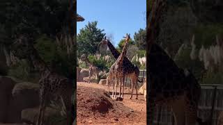 #video #shorts #animals