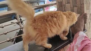 female by persian cat kollam kerala service only 1,310 views 2 years ago 7 seconds