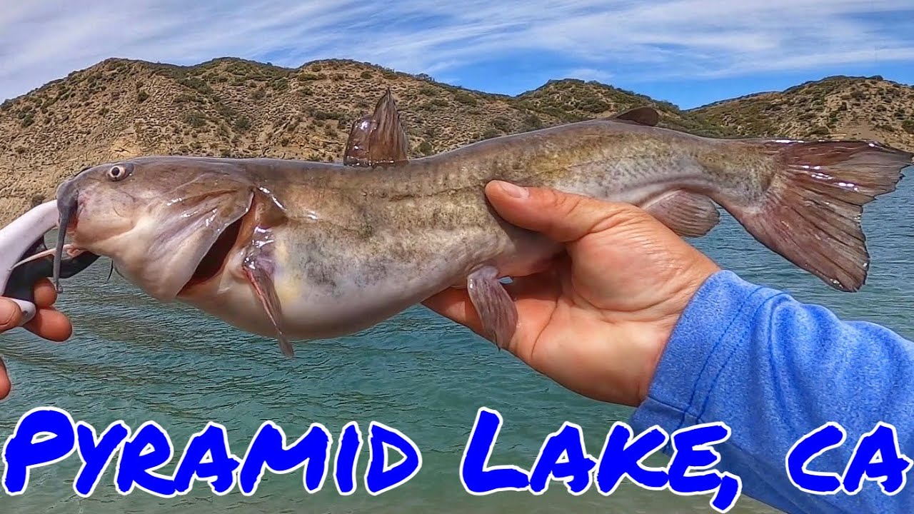 Checking out the Early Summer Bite Vista Del LagoPyramid Lake CA
