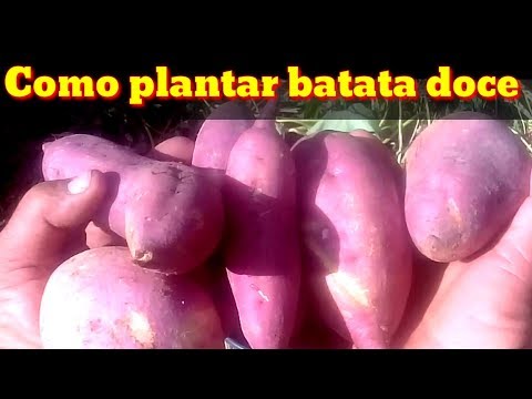 Vídeo: Como Cultivar Batata Cedo