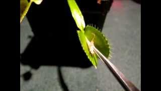 Venus FlyTrap Eats Cricket
