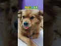 ❣️🥰❤️🧿👍#cutebaby #funny #dog #comedy #shortvideo #youtubeshorts #cute #yt #shortsfeed #bestyoutuber