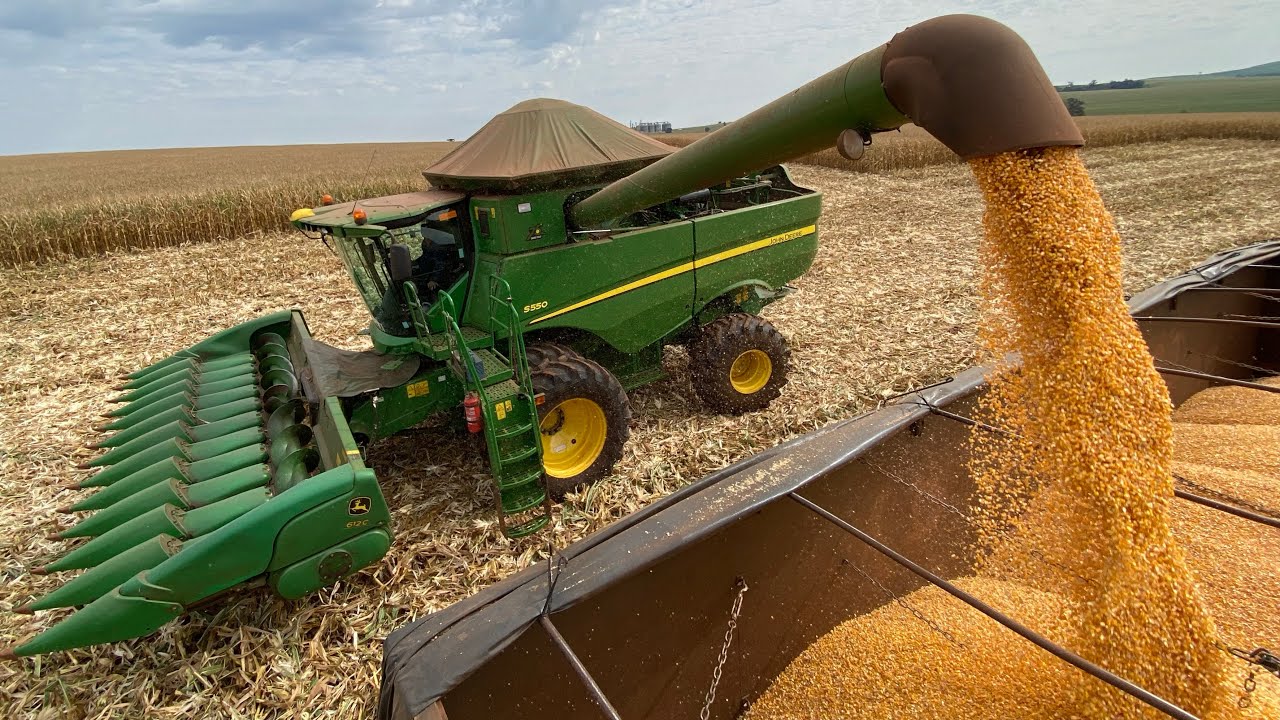 Colheita de milho safrinha 2024!! Milho está produzindo até bem.