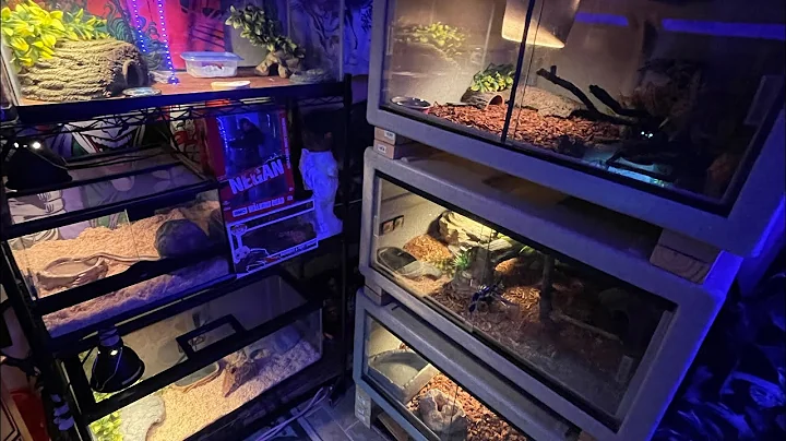 Reptile room setup with vision cages 2021 #shorts