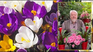 Le Quotidien Du Jardin Crocus Des Fleurs Pour Enchanter Le Printemps Et Lautomne Émission N145