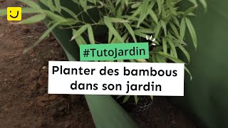 Planter des bambous dans son jardin (Ooreka.fr)