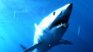 Diving With Mako Sharks - How Safe Are Shark Encounters?