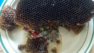 الطريقة الصحيحة لتغدية خلية النحل