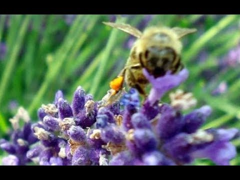 Video: Lila. Nega, Gojenje, Razmnoževanje. Okrasno Cvetenje. Grmičevje. Vrtne Rastline. Fotografija