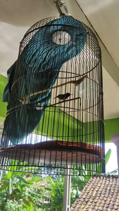 Konin gacor materi ciblek nembak. #koningacor #kolibrininja #shorts #honda