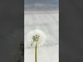 Dandelion Dance