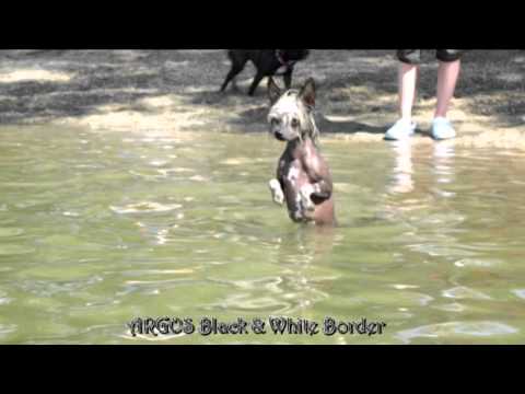 Video: Chinese Crested Dog In The Family