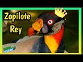 ZOPILOTE REY | El Gran Cóndor Real 👑 Hermoso y Sorprendente!!