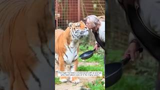 They rescued an abandoned tiger and raised it by love #shorts