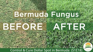 Bermuda Lawn Fungus Control & Cure: Dollar Spot / Brown Patch (S1E18)