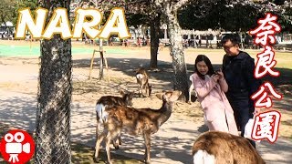 JAPANESE DEER SO FRIENDLY IN NARA PARK 2019 - 4K 60FPS HDR