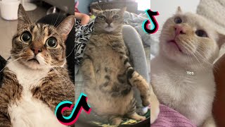 petit poney tiktok cat compilation by Rainbow Cats 82,593 views 2 years ago 3 minutes, 15 seconds