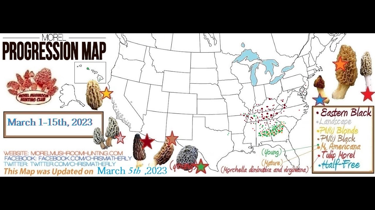 Morel Mushroom Progression Maps 2023 Up Until March 5th, Slideshow