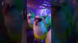GoPro POV: Inside the birds' electronic party #parrot #parrots #birds #pov #fpv #fpvlife #partytime