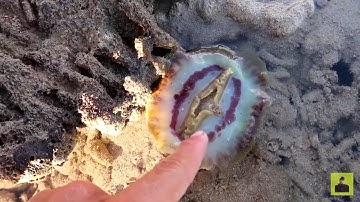 Bắt tôm tít, cua đá, hải sâm, ốc mặt trăng, chình biển, và các loại sinh vật biển - phần 2