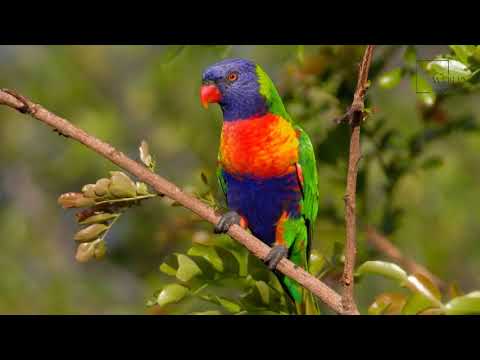 Vídeo: Os lorikeets ficam bêbados?