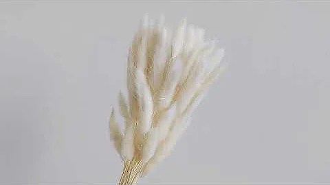 What rabbits have white tails?