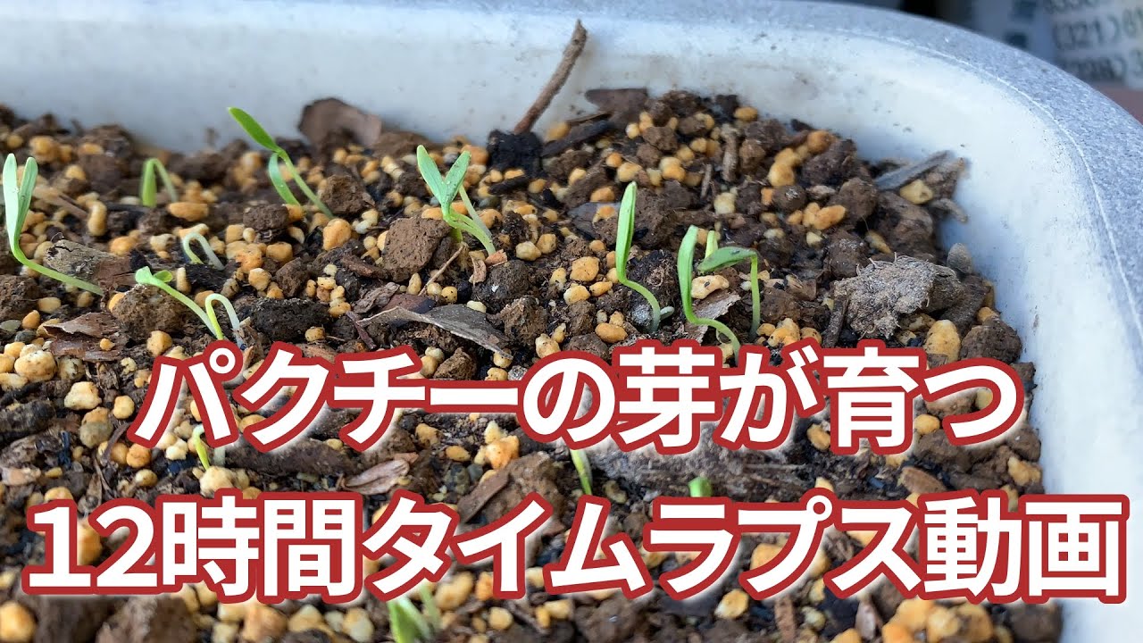 パクチーの芽が ちょっとだけ 育つ 12時間タイプラプス動画 Youtube