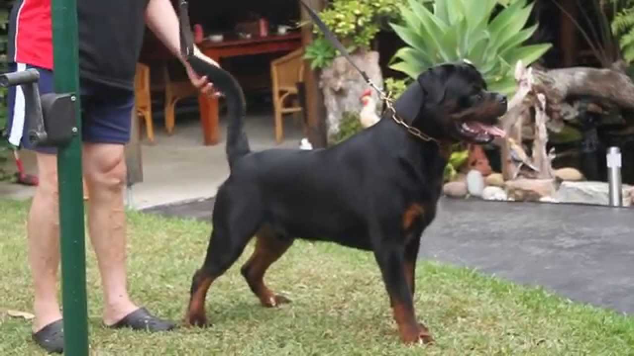 195 lb rottweiler perovrott apoll mov 195 lb rottweiler perovrott apoll mov