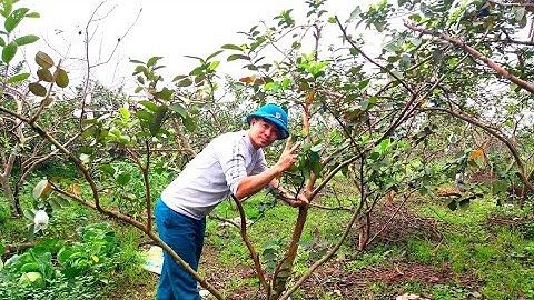 Cây Ổi Quá Cao ? Cưa Và Hạ Tán Cây Ổi Như Thế Nào Là Hợp Lý || 7749 Nông Trại Của Đông