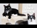 Cat tower unboxing with Uni and Nami