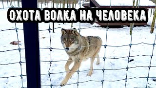 Якутский Волк БРАТИШ , следит за мной из далека. Ночные съемки белого и чёрного волка.
