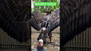 elang jawa pancasila bhineka Tunggal Ika alap alap besar satwa dilingdungi kejawen kapit ayan simbol