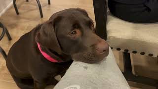 Roxie the Chocolate Labrador's 2nd Year Highlight Reel