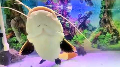 CÁCH NUÔI CÁ HỒNG VĨ MỎ VỊT || HOW TO KEEP REDTAIL CATFISH