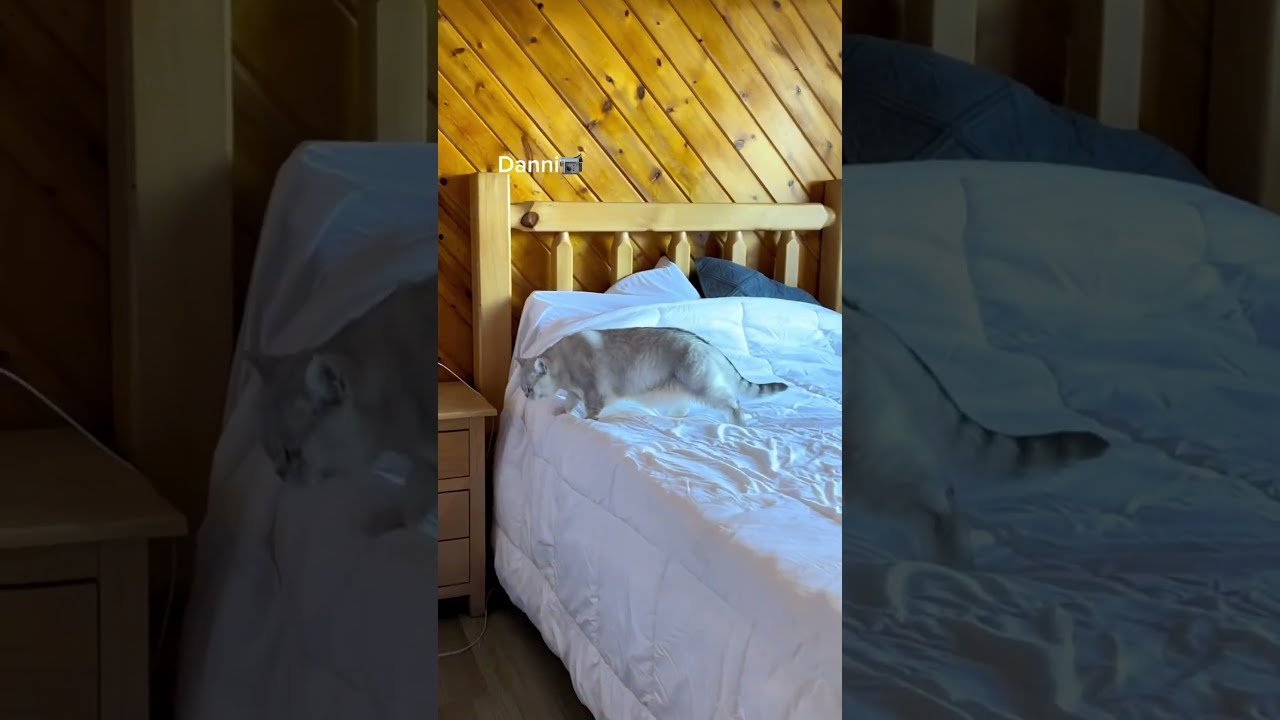 When Checking Into A Holiday Home Two Cats Check The Cleanliness Of Room 