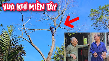 Vua khỉ cưa hạ gốc cây Bần Ch.ết và cưa hạ gốc 1 cây Cóc cho cụ Bà có hoàng cảnh khó khăn.