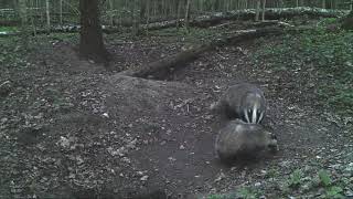 Детские Шалости Взрослых Барсуков. Children's Pranks Of Adult Badgers