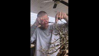 Styling and Repotting a Laurel Oak (Quercus Laurifolia)