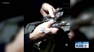 Oklahoma alligator population faces threats from raccoons, freezes, researcher says