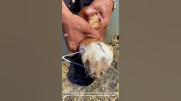 Diving Deep for Sea Cucumbers – Ancient Ocean Harvesting in Action 🌊🧺