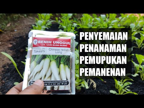 Video: Menumbuhkan Lobak - Informasi Cara Menanam Lobak