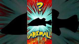 Who&#39;s That ANIMAL?! (ep. 66) #shorts #animals #quiz | Animal Fact Files