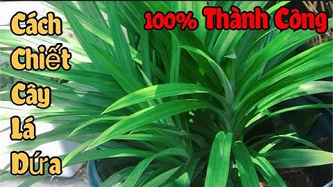 🇺🇸Chiết cây lá dứa không khó: chia sẻ cách trồng cây lá dứa dễ dàng @ Minime Planet🪐Cuộc Sống USA