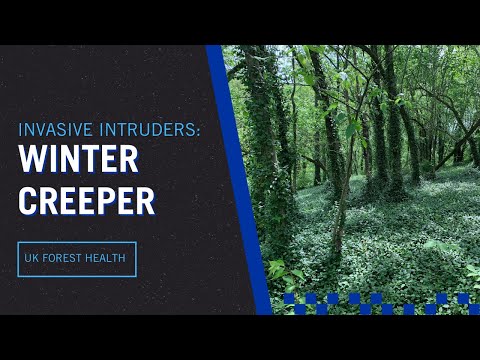 Video: Euonymus Wintercreeper Management: Savjeti za kontrolu Wintercreeper-a