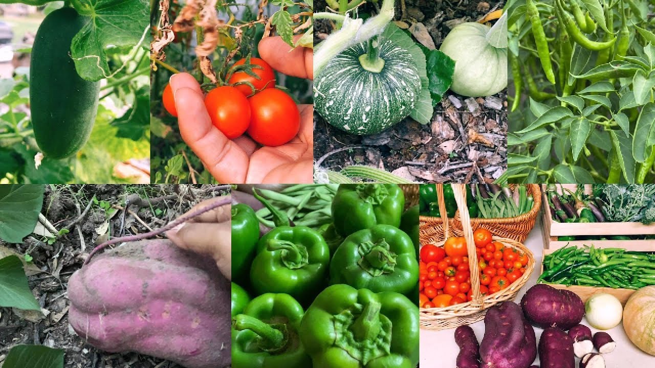 🍆🍅🥒ඕස්ට්‍රේලියාවේ අපේම ගෙවත්තෙන් ආයෙත් කඩපු එළවළු🥦🌶️🫑The harvest from our Australian garden 🥒🍆🍅