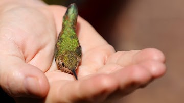 Hummingbird Banding : Catch and Release