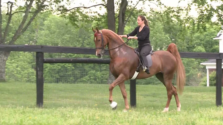 Tunstall Stable - Lady Phlys Phirst Class