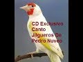 CD Exclusivo Canto Jilgueros De Pedro Nuveo