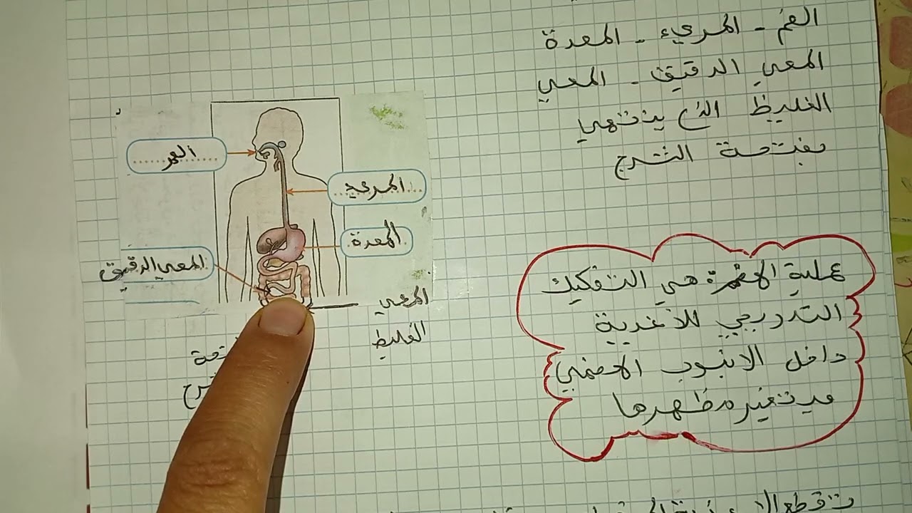 مراجعة شاملة لدروس الفصل الاول سنة رابعة ابتدائى تربية علمية 