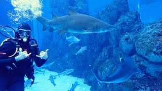 Shark Dive at Singapore Aquarium - 2022